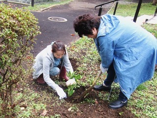 植樹と挿し木1