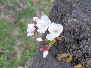 宇田児童公園開花1