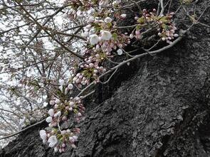 宇田児童公園開花2