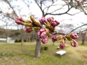 早掛沼公園膨らみ2