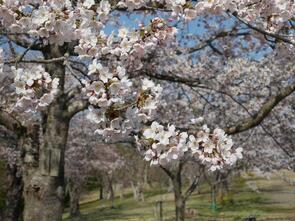 早掛沼公園七分咲き2