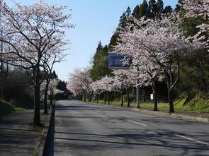 大畑桜ロード三分咲き2