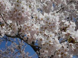 早掛沼公園満開3