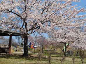 金谷公園満開3