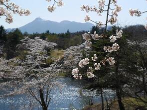 早掛沼公園満開5