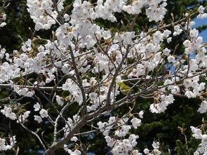 早掛沼公園満開2