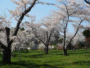 愛宕山公園満開2