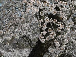 早掛沼公園満開3