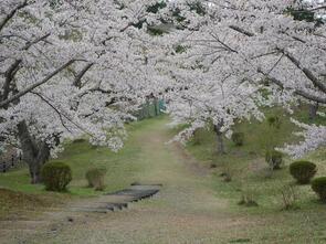 早掛沼公園散り始め5