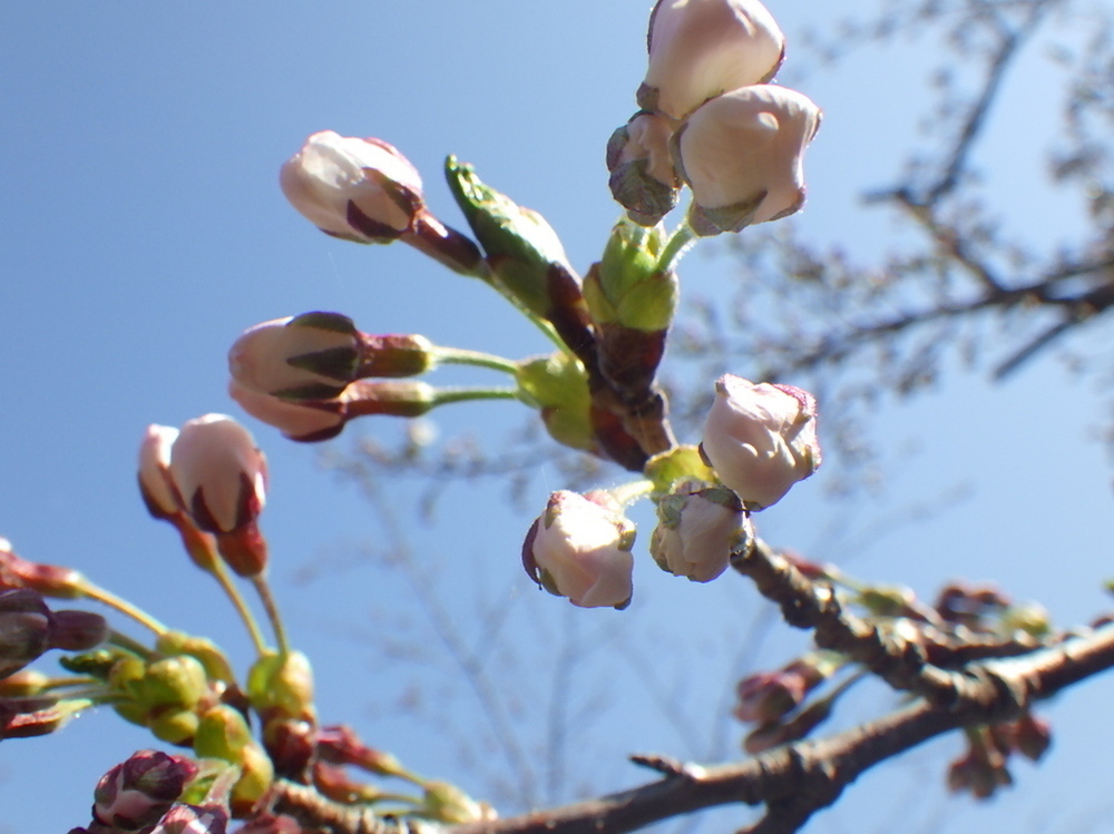 sakura