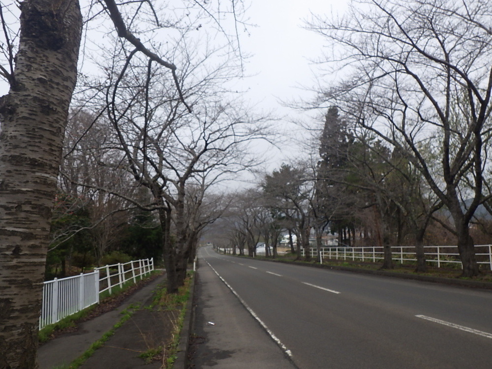 大畑桜ロード