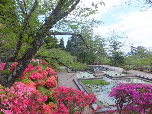 水源池公園内のつつじ