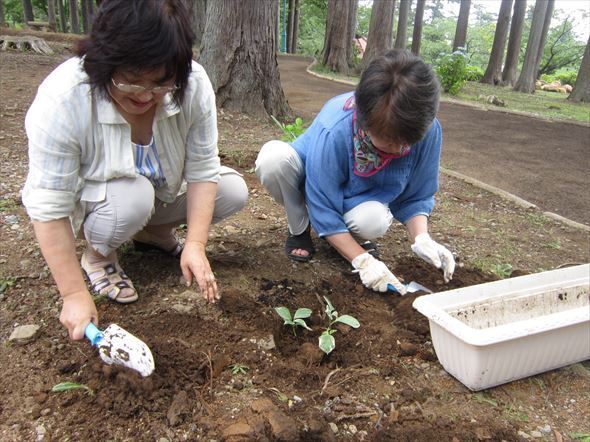 アジサイの植樹・挿し木ｎ様子