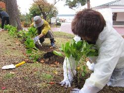 水源池公園にアジサイを植えました