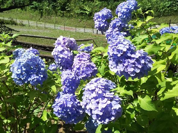 水源池公園のアジサイ