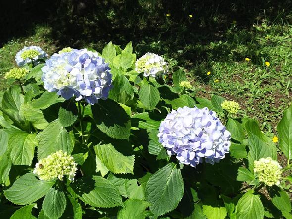 水源池公園のアジサイ