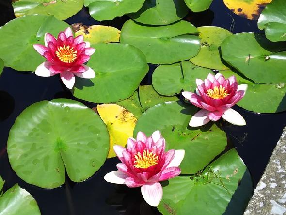 水源池公園の睡蓮